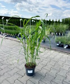 Miscanthus sinensis - Miskant chiński JP 1