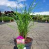 Miscanthus sinensis - Miskant chiński Polonus