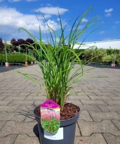 Miscanthus sinensis - Miskant chiński Polonus