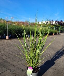 Miscanthus sinensis - Miskant chiński Strictus