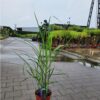 Miscanthus × giganteus - Miskant olbrzymi