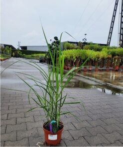 Miscanthus × giganteus - Miskant olbrzymi