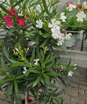Alternative view of Nerium - Oleander biały na pniu