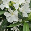Nerium - Oleander biały na pniu