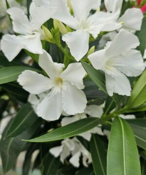 Nerium - Oleander biały na pniu