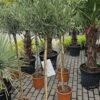 Olea Europaea - Oliwka Europejska na Pniu