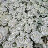 Orostachys iwarenge - Orostachys iwarenge Chinese Hat