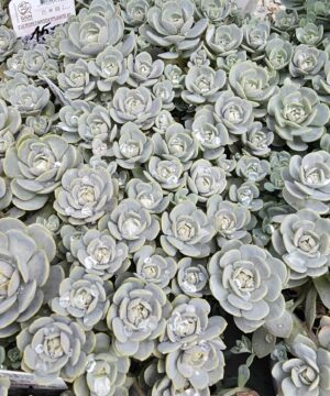 Orostachys iwarenge - Orostachys iwarenge Chinese Hat