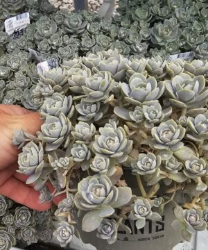 Alternative view of Orostachys iwarenge - Orostachys iwarenge Chinese Hat