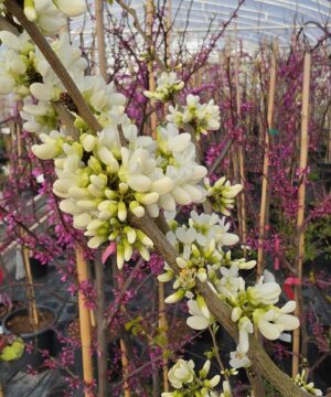 Alternative view of Cercis chinensis - Judaszowiec chiński Shirobana 150-180 cm