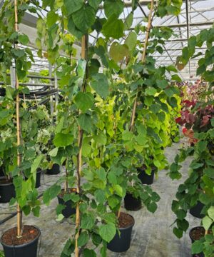 Cercis canadensis - Judaszowiec kanadyjski Cascading Hearts 150-200 cm Przedsprzedaż wyłka w drugiej połowie lipca 2026