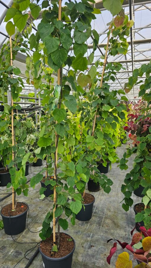 Cercis canadensis - Judaszowiec kanadyjski Cascading Hearts 170-180 cm