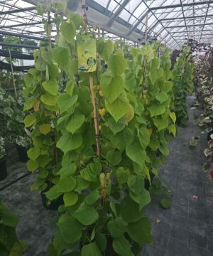 Cercis canadensis - Judaszowiec kanadyjski Golden Falls 150-180 cm Przedsprzedaż wyłka w drugiej połowie lipca 2026