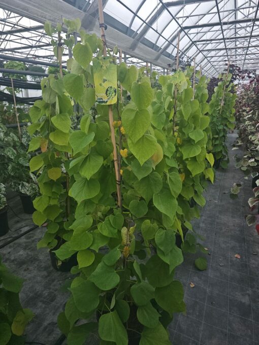 Cercis canadensis - Judaszowiec kanadyjski Golden Falls 150-180 cm