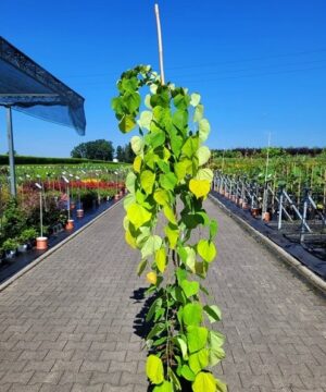 Cercis canadensis - Judaszowiec kanadyjski Golden Falls 120 cm
