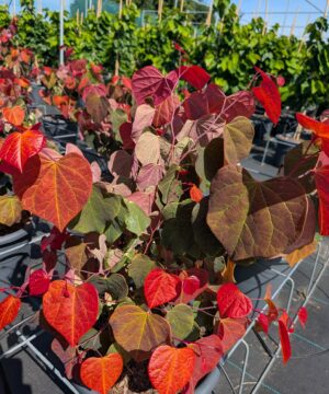 Cercis canadensis - Judaszowiec kanadyjski Hearts 'A Fire 50-70 cm Przedsprzedaż wyłka w drugiej połowie lipca 2026