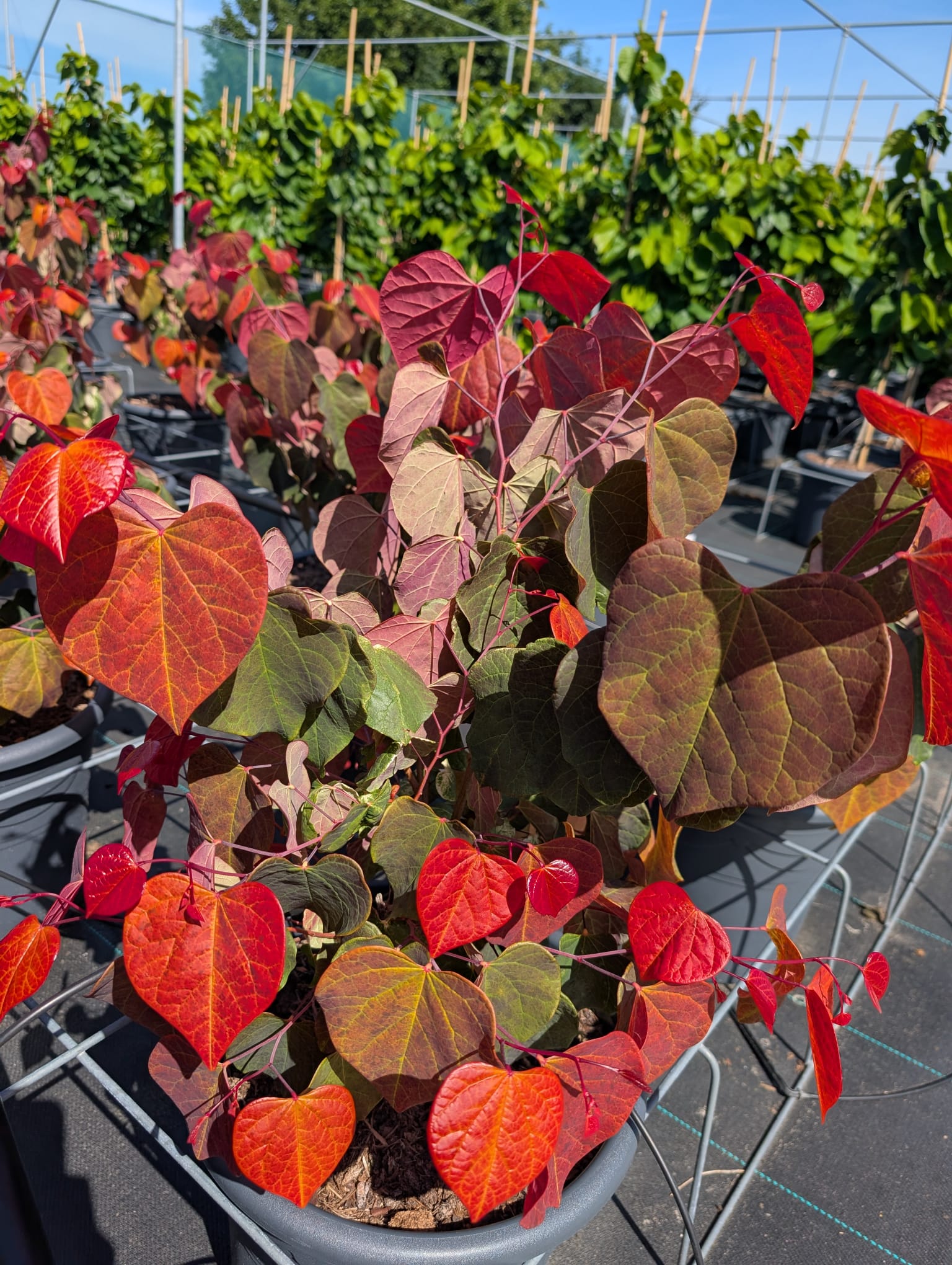 Cercis canadensis - Judaszowiec kanadyjski Hearts 'A Fire 80-120cm