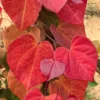 Cercis canadensis - Judaszowiec kanadyjski Hearts 'A Fire 120-160 cm Wysyłka po 24.08.25