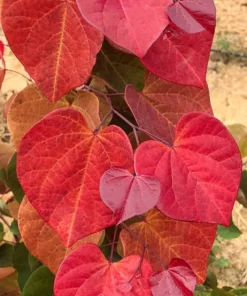 Cercis canadensis - Judaszowiec kanadyjski Hearts 'A Fire 120-160 cm Wysyłka po 24.08.25