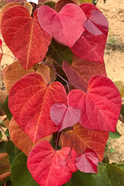 Cercis canadensis - Judaszowiec kanadyjski Hearts 'A Fire 120-160 cm Wysyłka po 24.08.25