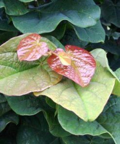 Cercis canadensis - Judaszowiec kanadyjski Little Woody 80cm