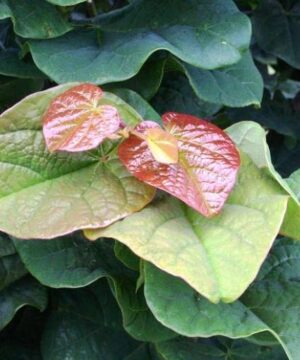Cercis canadensis - Judaszowiec kanadyjski Little Woody 50-80 cm Przedsprzedaż wyłka w drugiej połowie lipca 2026