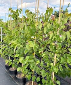 Cercis canadensis - Judaszowiec kanadyjski Pink Pom Poms 150+ cm