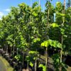 Cercis chinensis - Judaszowiec chiński Shirobana 150-180 cm