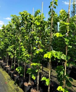 Cercis chinensis - Judaszowiec chiński Shirobana 150-180 cm