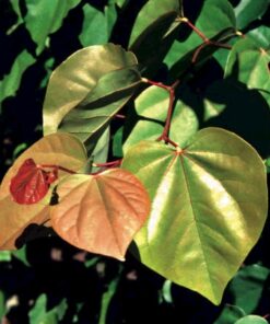 Cercis Gigantea - Judaszowiec Olbrzymi 80cm