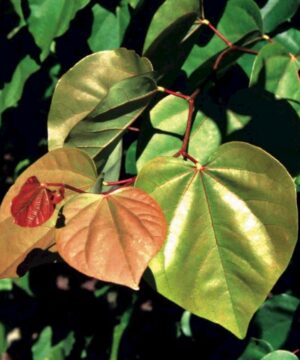 Cercis Gigantea - Judaszowiec Olbrzymi 50-80cm