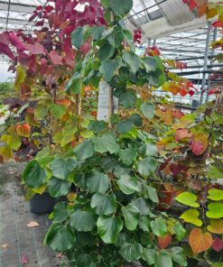 Cercis canadensis - Judaszowiec kanadyjski Traveller 150-180 cm
