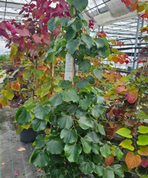 Cercis canadensis - Judaszowiec kanadyjski Traveller 150-200 cm Przedsprzedaż wyłka w drugiej połowie lipca 2026