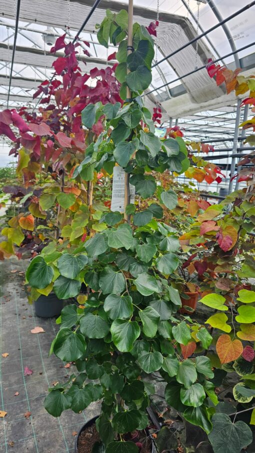 Cercis canadensis - Judaszowiec kanadyjski Traveller 150-180 cm