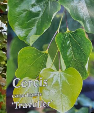 Alternative view of Cercis canadensis - Judaszowiec kanadyjski Traveller 150-200 cm Przedsprzedaż wyłka w drugiej połowie lipca 2026