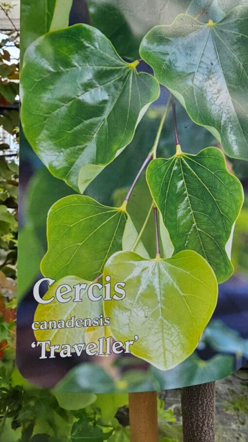 Cercis canadensis - Judaszowiec kanadyjski Traveller 150-180 cm - obrazek 2