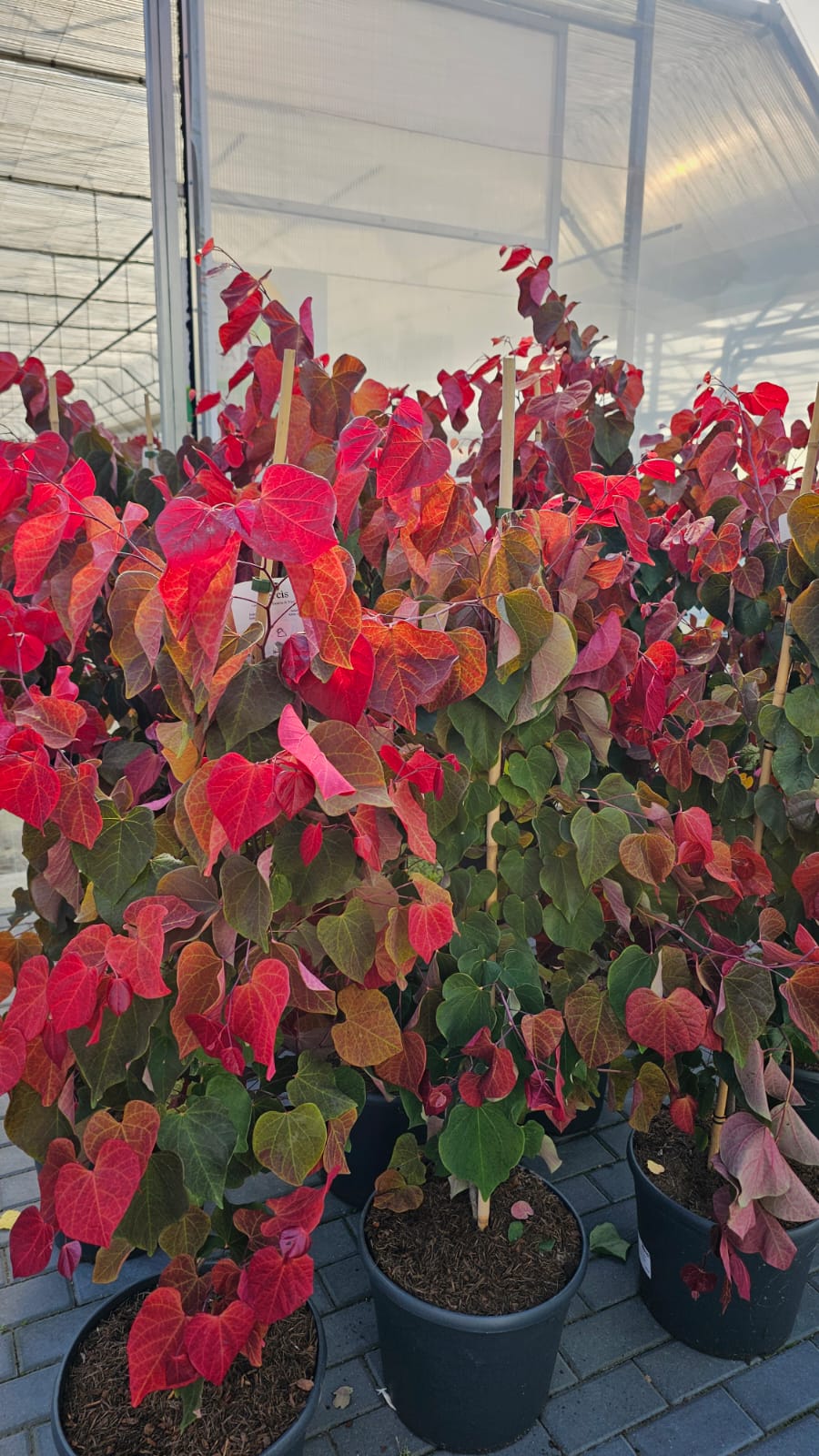 Cercis canadensis - Judaszowiec kanadyjski Hearts 'A Fire 150-200 cm Przedsprzedaż wyłka w drugiej połowie lipca 2026 - obrazek 2