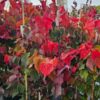Cercis canadensis - Judaszowiec kanadyjski Hearts 'A Fire 100-120 cm Przedsprzedaż wyłka w drugiej połowie lipca 2026
