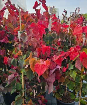 Cercis canadensis - Judaszowiec kanadyjski Hearts 'A Fire 100-120 cm Przedsprzedaż wyłka w drugiej połowie lipca 2026