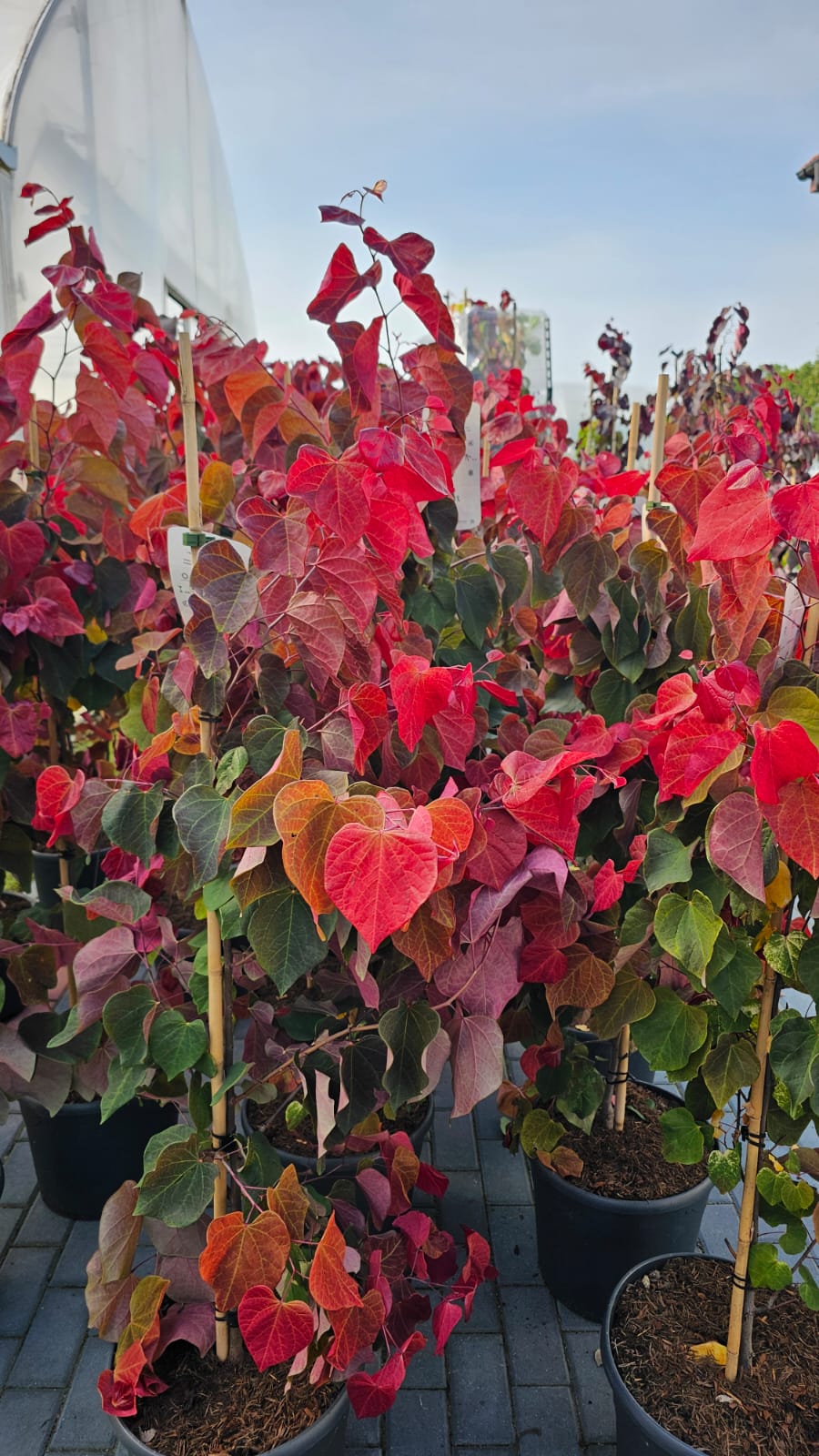 Cercis canadensis - Judaszowiec kanadyjski Hearts 'A Fire 100-120 cm Przedsprzedaż wyłka w drugiej połowie lipca 2026