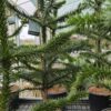 Araucaria araucana – Araukaria Chilijska Małpie Drzewo 100 – 120 cm