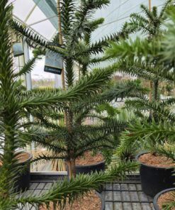 Araucaria araucana – Araukaria Chilijska Małpie Drzewo 100 – 120 cm