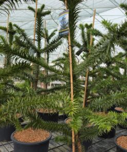 Alternative view of Araucaria araucana – Araukaria Chilijska Małpie Drzewo 100 – 120 cm