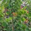 Cercis canadensis - Judaszowiec kanadyjski White Pom Poms 150-180 cm