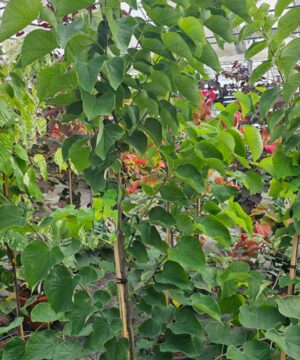 Cercis canadensis - Judaszowiec kanadyjski White Pom Poms 150-200 cm Przedsprzedaż wyłka w drugiej połowie lipca 2026
