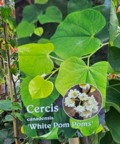 Alternative view of Cercis canadensis - Judaszowiec kanadyjski White Pom Poms 150-180 cm