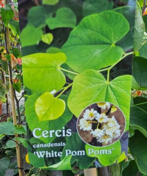 Alternative view of Cercis canadensis - Judaszowiec kanadyjski White Pom Poms 150-200 cm Przedsprzedaż wyłka w drugiej połowie lipca 2026