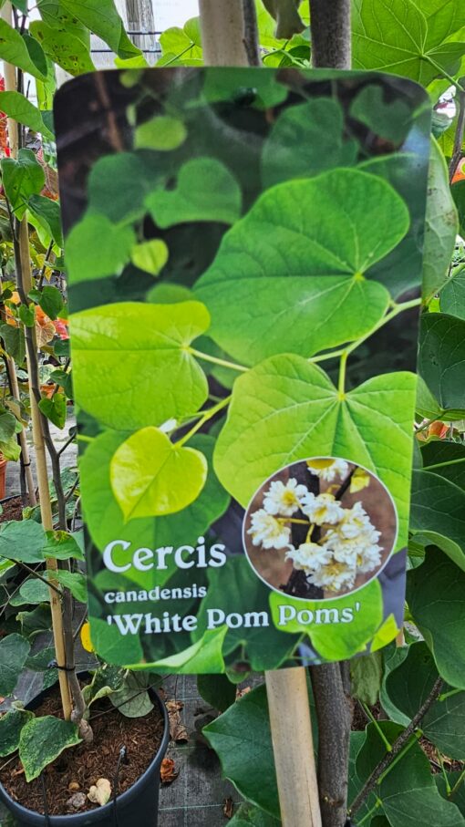 Cercis canadensis - Judaszowiec kanadyjski White Pom Poms 150-180 cm - obrazek 2
