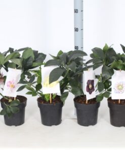 Alternative view of Helleborus orientalis - Ciemiernik wschodni Cinderella