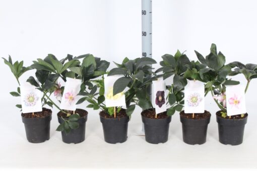 Helleborus orientalis - Ciemiernik wschodni Elise - obrazek 2